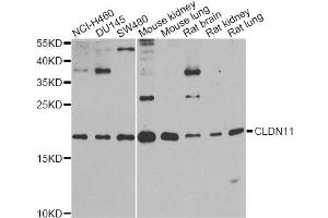 Western blot analysis of extracts of various cell lines, using CLDN11 antibody. (Claudin 11 antibody)