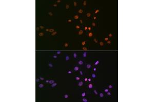 Immunofluorescence analysis of NIH-3T3 cells using SMC1 Rabbit mAb (ABIN7270614) at dilution of 1:100 (40x lens). (SMC1A antibody)
