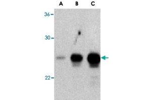 Western blot analysis of (A) 5 ng, (B) 25 ng, and (C) 50 ng of purified recombinant GITRL with TNFSF18 polyclonal antibody  at 1 ug/mL . (TNFSF18 antibody)