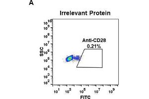 Recombinant CD28 抗体  (AA 19-152)