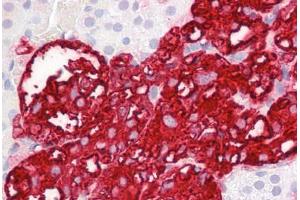 Anti-DBH antibody IHC staining of human adrenal. (DBH antibody  (N-Term))