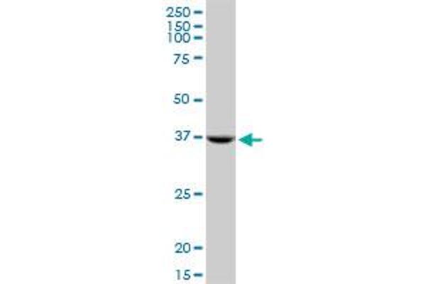 Syntaxin 18 antibody  (AA 101-199)