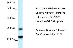 Western Blotting (WB) image for anti-Ribosomal Protein S9 (RPS9) (C-Term) antibody (ABIN2788901) (RPS9 antibody  (C-Term))