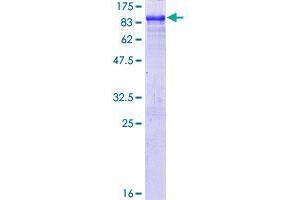 APPL2 Protein (AA 1-664) (GST tag)