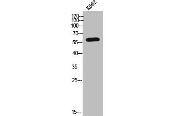 Arylsulfatase K antibody  (C-Term)