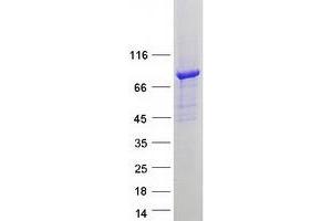 Validation with Western Blot (DTNA Protein (Transcript Variant 1) (Myc-DYKDDDDK Tag))