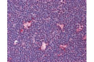 Anti-TIMD4 / TIM4 antibody IHC of human thymus. (TIMD4 antibody  (C-Term))