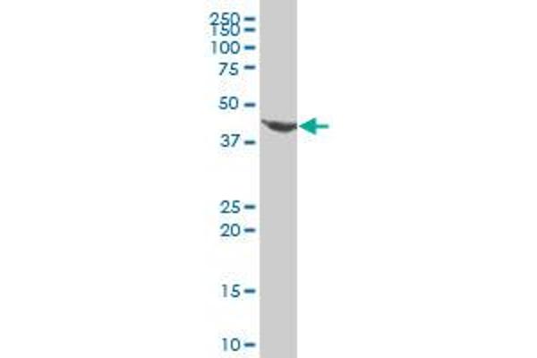 EVX1 antibody  (AA 2-110)