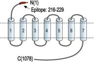 Representative domain view of the target of ABIN7043019.