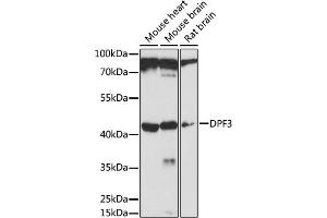 Western blot analysis of extracts of various cell lines, using DPF3 antibody (ABIN7266671) at 1:1000 dilution. (DPF3 antibody  (AA 90-200))