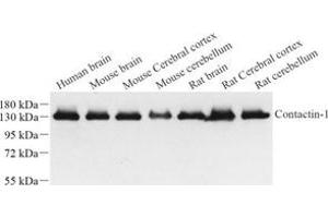 Western blot analysis of contactin-1 (ABIN7073572) at dilution of 1: 1000 (Contactin 1 antibody)