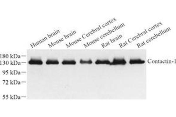 Contactin 1 antibody
