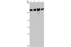 Western Blotting (WB) image for anti-Golgin A2 (GOLGA2) antibody (ABIN2423554) (Golgin A2 (GOLGA2) antibody)