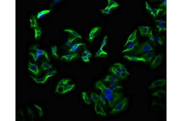 TECTB antibody  (AA 18-118)