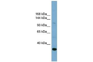 WB Suggested Anti-SLC9A1 Antibody Titration:  0. (SLC9A1 antibody  (Middle Region))