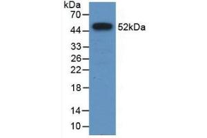 Western Blot; Sample: Recombinant FPN, Human. (SLC40A1 antibody  (AA 127-321))