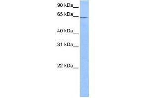 FAM71A antibody used at 0. (FAM71A antibody  (C-Term))