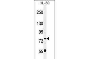 POU2F1 Antibody (Center) (ABIN655648 and ABIN2845123) western blot analysis in HL-60 cell line lysates (35 μg/lane). (POU2F1 antibody  (AA 364-391))