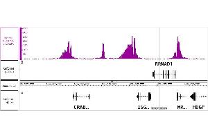 ChIP DNA-Sequencing (ChIP-seq) image for anti-Histone 3 (H3) (3meLys4) antibody (ABIN6971977)