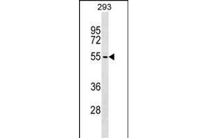 ZBTB6 Antibody (C-term) (ABIN1537261 and ABIN2849293) western blot analysis in 293 cell line lysates (35 μg/lane). (ZBTB6 antibody  (C-Term))