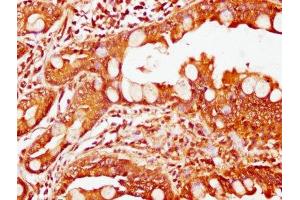 IHC image of ABIN7174242 diluted at 1:200 and staining in paraffin-embedded human small intestine tissue performed on a Leica BondTM system. (COQ3 antibody  (AA 271-369))