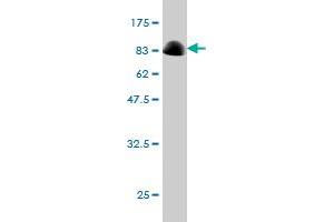 ACD antibody  (AA 1-544)