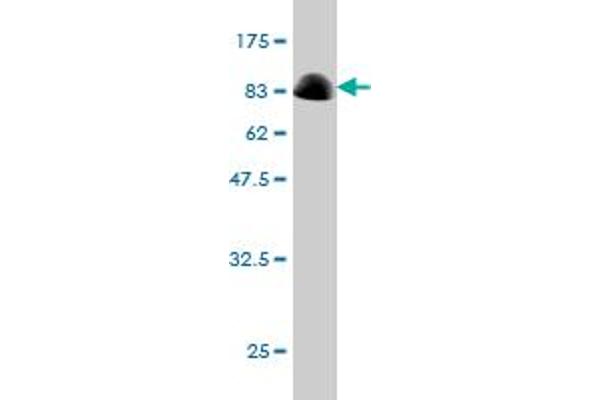 ACD antibody  (AA 1-544)