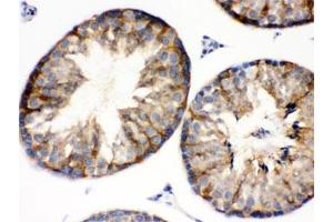 IHC testing of mouse testis with BAG2 antibody. (BAG2 antibody  (AA 1-211))