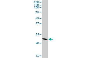 CBX5 MaxPab polyclonal antibody. (CBX5 antibody  (AA 1-191))