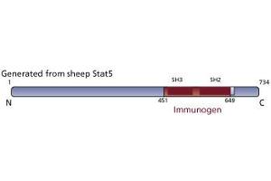 Image no. 3 for anti-Signal Transducer and Activator of Transcription 5A (STAT5A) (AA 451-649) antibody (ABIN967811) (STAT5A antibody  (AA 451-649))