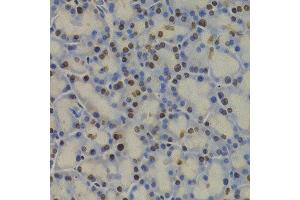 Immunohistochemistry (IHC) image for anti-Glyceraldehyde-3-Phosphate Dehydrogenase (GAPDH) (AA 1-335) antibody (ABIN3020538) (GAPDH antibody  (AA 1-335))