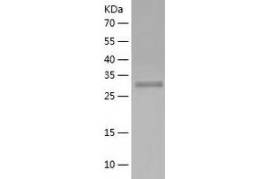 Western Blotting (WB) image for Nuclear Transcription Factor Y, alpha (NFYA) (AA 1-318) protein (His tag) (ABIN7124216) (NFYA Protein (AA 1-318) (His tag))