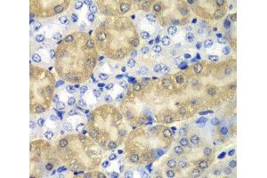 Immunohistochemistry of paraffin-embedded Mouse kidney using AMY1A Polyclonal Antibody at dilution of 1:100 (40x lens). (AMY1A antibody)
