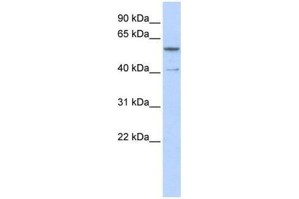 ZNF284 antibody  (C-Term)