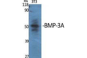 Western Blot (WB) analysis of specific cells using BMP-3A Polyclonal Antibody.