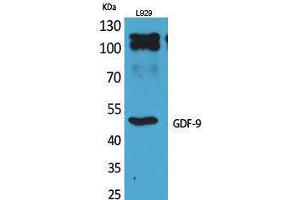 Western Blotting (WB) image for anti-Growth Differentiation Factor 9 (GDF9) (C-Term) antibody (ABIN3187820) (GDF9 antibody  (C-Term))