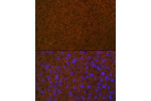 Immunofluorescence analysis of mouse liver using Coagulation Coagulation Protein C Rabbit mAb (ABIN7271333) at dilution of 1:100 (40x lens). (PROC antibody)