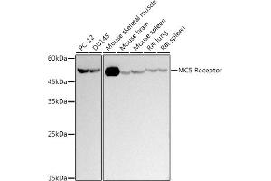 Western blot analysis of extracts of various cell lines, using (ABIN7268454) at 1:500 dilution. (MC5 Receptor antibody)
