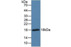 Figure. (Pleiotrophin antibody  (AA 33-168))