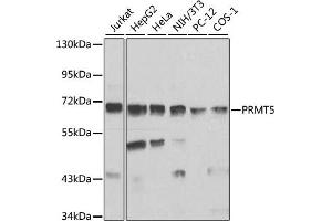 Western blot analysis of extracts of various cell lines, using PRMT5 antibody (ABIN3022065, ABIN3022066, ABIN3022067 and ABIN6218592) at 1:1000 dilution. (PRMT5 antibody  (AA 40-140))