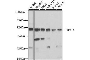 Western blot analysis of extracts of various cell lines, using PRMT5 antibody (ABIN3022065, ABIN3022066, ABIN3022067 and ABIN6218592) at 1:1000 dilution. (PRMT5 antibody  (AA 40-140))