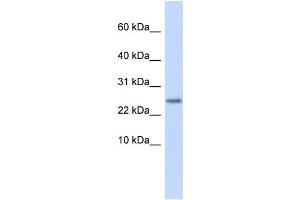 WB Suggested Anti-CST9 Antibody Titration:  0. (CST9 antibody  (Middle Region))