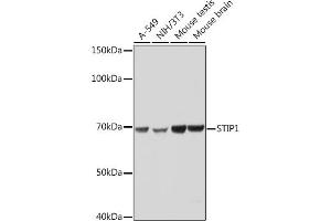 Western blot analysis of extracts of various cell lines, using STIP1 Rabbit mAb (ABIN1512566, ABIN3020619, ABIN3020620 and ABIN7101303) at 1:1000 dilution. (STIP1 antibody)