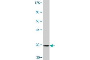 Western Blot detection against Immunogen (31. (Vasn antibody  (AA 298-349))