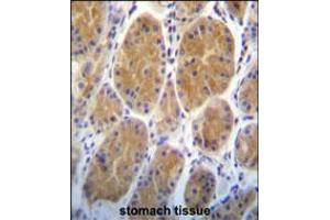 AARS2 Antibody immunohistochemistry analysis in formalin fixed and paraffin embedded human stomach tissue followed by peroxidase conjugation of the secondary antibody and DAB staining. (AARS2 antibody  (AA 366-394))