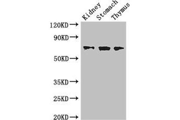 COL4A3BP Antikörper  (AA 201-500)
