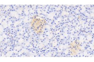 Detection of GNaZ in Human Pancreas Tissue using Polyclonal Antibody to G Protein Alpha Z (GNaZ) (GNaZ antibody  (AA 2-219))