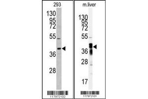 Western blot analysis of anti-AKR7A2 antibody in 293 cell line lysates (35ug/lane) Western blot analysis of anti-AKR7A2 Antibody in mouse liver tissue lysates (35ug/lane). (AKR7A2 antibody  (N-Term))