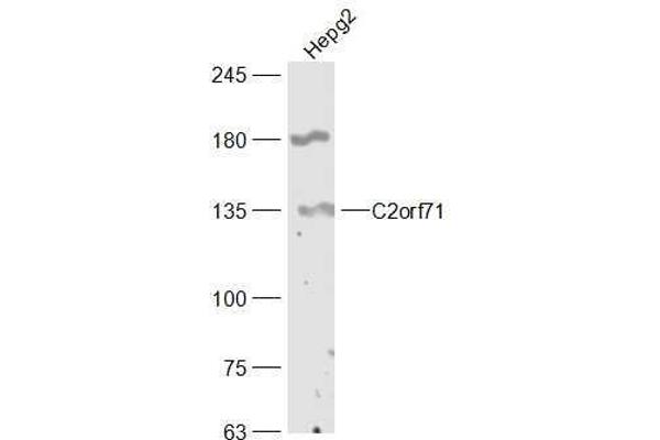 C2orf71 Antikörper  (AA 701-800)