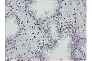 Image no. 1 for anti-RNA Binding Protein with Multiple Splicing (RBPMS) antibody (ABIN1500642) (RBPMS antibody)